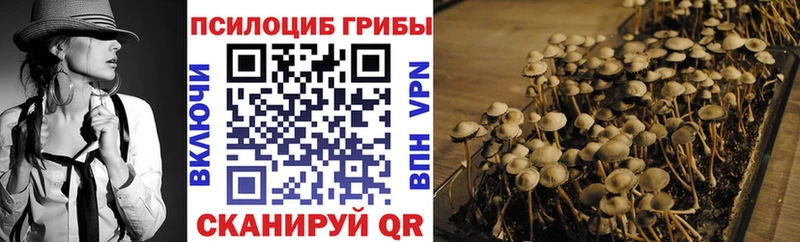 Псилоцибиновые грибы Psilocybine cubensis  купить  цена  Звенигово 